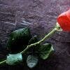 love1.jpg